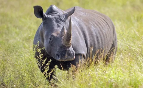 rhino