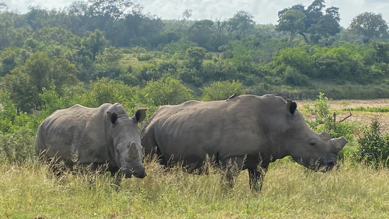 rhinos