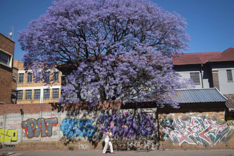 Jacaranda