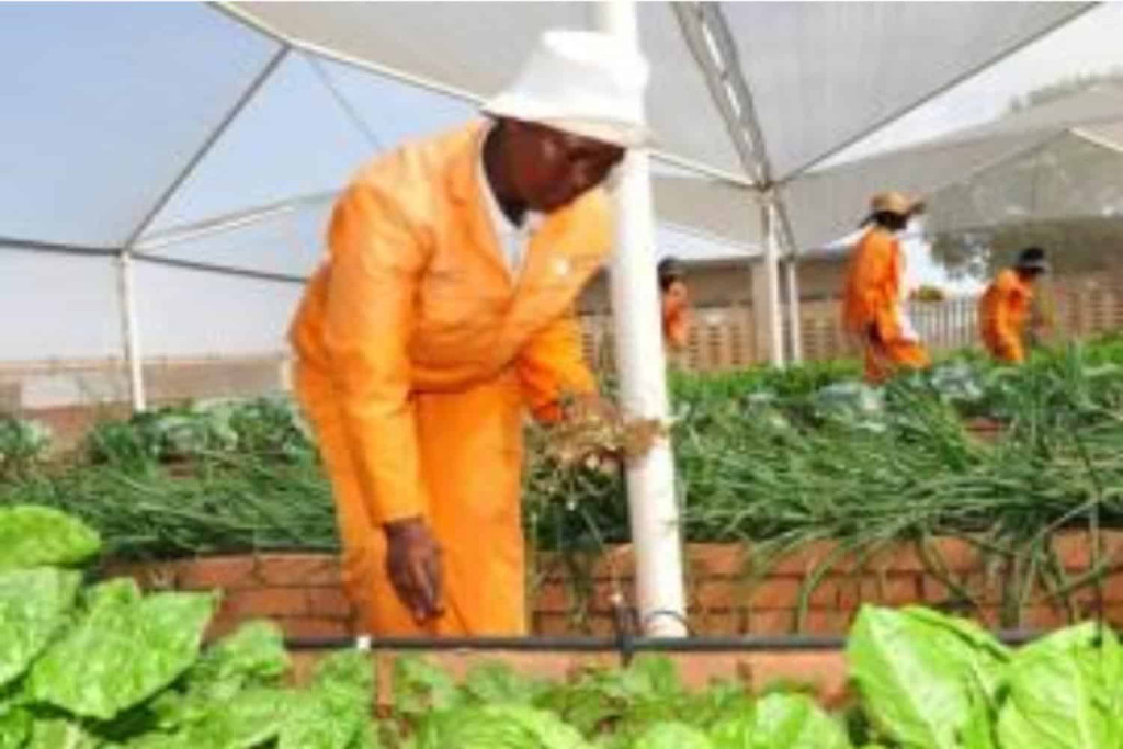 Cosatu welcomes government extension of CWP contracts amid budget concerns