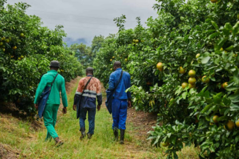 Noise around Expropriation Act is ‘exaggerated’ – Sihlobo