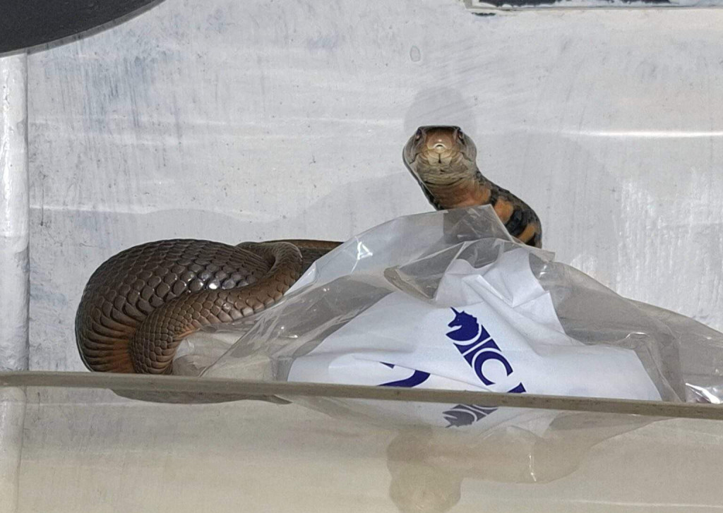 Mozambique spitting cobra makes surprise visit to man’s home office — ‘He was totally relaxed’
