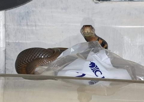 Mozambique spitting cobra makes surprise visit to man’s home office — ‘He was totally relaxed’